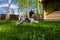 White Biewer yorkshire terrier in motion, dog running on the Green grass