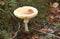 White big flat round red amanita mushroom on a background of brown leaves