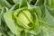 White big fresh cabbage closeup, headed cabbage plant, growing vegetable in the garden, outdoors, top view