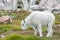 White Big Horn Sheep - Rocky Mountain Goat