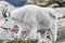 White Big Horn Sheep - Rocky Mountain Goat