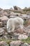 White Big Horn Sheep - Rocky Mountain Goat