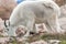 White Big Horn Sheep - Rocky Mountain Goat