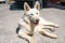 A white big kind stray dog is lying on the ground