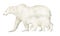 White big polar Bear with little Cub. Hand drawn watercolor illustration of mammal animal with Baby on isolated