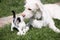 White big puppy plays with a tiny kitten on green grass