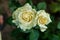White big rose closeup and magnificent. Mature white rose.