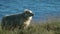 A white big sheep stands against the background of the water in the field. Andreev.