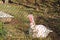 White big turkey in the rays of sunlight sits behind a metal mesh fence. Growing poultry on the farm. Dietary meat of birds. Thirs
