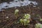 White Bilberry blooming in the mountains near the snow