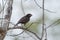 White-billed buffalo weaver Bubalornis albirostris