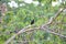 White-billed crow in Solomon Island