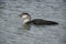 White-billed diver, Gavia adamsii