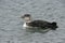 White-billed diver, Gavia adamsii