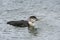 White-billed diver, Gavia adamsii