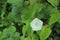 White bindweed flower on green natural background