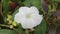 white bindweed flowers