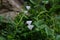 White bindweed flowers against the backdrop of its foliage and stone.