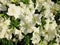 White bindweed flowers. Close-up.