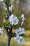 White Bing Cherry Blossoms - Prunus avium