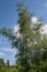 White Birch against the Sky