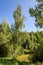 White birch on the banks of an overgrown duckweed pond on a summer morning. Russia.