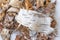 White birch bark with black stripes cut off, separated, peeled from wood lies rounded on a white background. The removed top layer