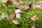 White birch bolete