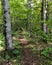 White Birch Forest Trail, Pictured Rock Nat`l Lakeshore, MI
