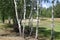 White birch grows in a field in summer on a Sunny day