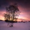 White birch in the snow field