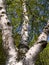 White birch tree