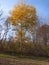 White Birch Tree with Fall colors