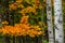 White birch tree with intricate pattern in the midst of a colorful Wisconsin forest