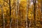White birch tree trunks against a background of trees with yellow leaves in autumn near Hinckley Minnesota
