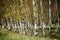 White Birch Trees