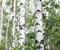 White birch trees with beautiful birch bark