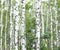 White birch trees with beautiful birch bark