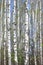 White birch trees with beautiful birch bark