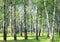 White birch trees with beautiful birch bark
