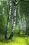 White birch trees with beautiful birch bark in a birch grove. Vertical view.