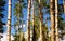 White Birch Trees Clustered against bright blue sky