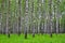 White birch trees in the forest in summer, green grass