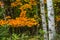 White birch trees with intricate pattern in the midst of a colorful Wisconsin forest