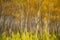 White birch trees in northern China pass through a dynamic and fuzzy background effect