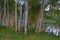 White Birch Trees at Sunrise