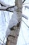 White birch trunk, covered by snow