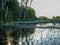 White birch trunk fell over the river, beautiful reflections, water weeds