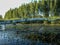 White birch trunk fell over the river, beautiful reflections, water weeds