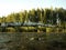 White birch trunk fell over the river, beautiful reflections, water weeds